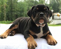 Back Country's Brutus