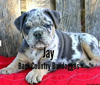 Back Country's Jay