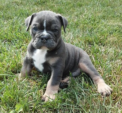 Dodger