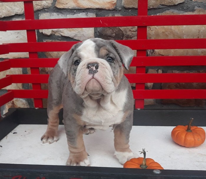 Hector