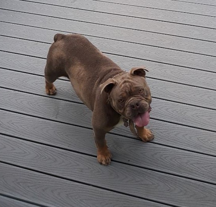 This is Diana, the Dam of Hector and Hercules, our puppies for sale currently!